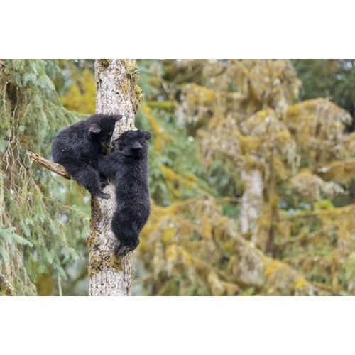 Alaska, Anan Creek Two black bear cubs in a tree